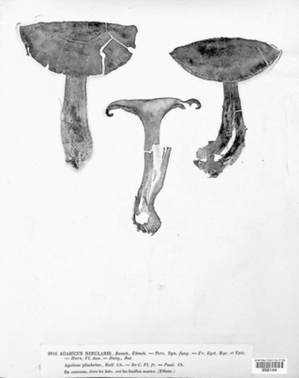 Clitocybe nebularis image